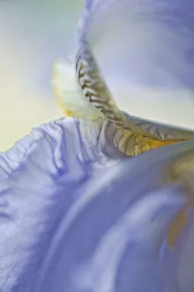 Delicate Spring Flowers Imprime: Iris, Bearded iris