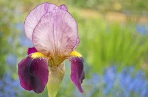 Spring Flowering Bulbs Imprime: iris, bearded iris, iris