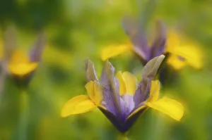 Small Flowering Plants Imprime: Iris danfordiae Iris - Dwarf iris