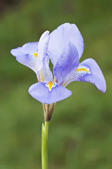 Blue Iris Flowers Imprime: iris, iris unguicularis