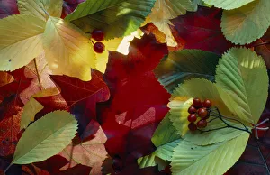 Close Up Leaf Photography Imprime: leaf, leaf