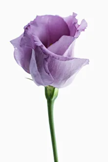Imágenes fechadas en febrero de 2013: lisianthus, eustoma