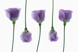 Imágenes fechadas en febrero de 2013: lisianthus, eustoma