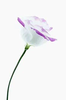Imágenes fechadas en febrero de 2013: lisianthus, eustoma