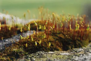 Wildflower Close Up Shots Imprime: Moss