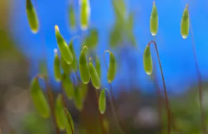 Botanical Macro Photography Imprime: Moss, Close up detail of the foliage