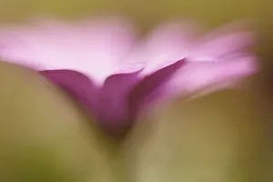 Pastel Coloured Flowers Imprime: Osteospermum