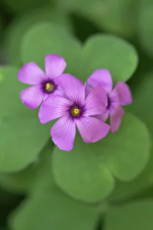 Perennial Flowers Imprime: oxalis