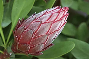 Full Frame Flowering Plants Imprime: Proteus
