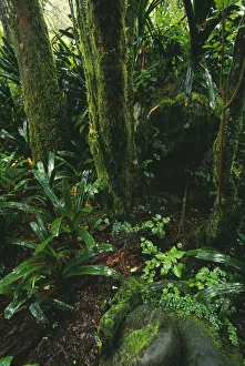 selva de lluvia, árbol