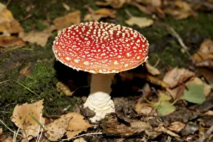 Fly Agaric Fungus Imprime: toadstool