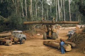 árbol, árbol