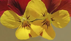 Cottage Garden Flowers Imprime: viola, viola