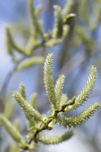 Arce, salix.
