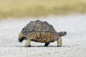 Impresión enmarcada : Tortoise. Tortuga de Tierra Africana (Geochelone sulcata)