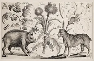 Impresión enmarcada : '1663 Grabado a buril de Wenceslaus Hollar'.