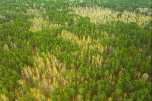 La Estación de Primavera. Vista Aérea De Árboles Deciduos Sin Hojas y Bosque de Pino Verde En Paisaje a Principios de la Primavera. Vista Superior Desde Atitud.