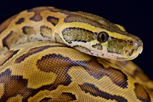Pitón rocoso africano (Python sebae).