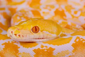 Pitón de python reticulado albinos / Pitón reticulado.