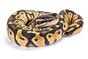 Impresión enmarcada : La serpiente de la bola, Python regius.