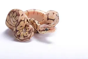 La serpiente de la bola, Python regius.