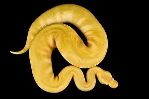 La serpiente de la pelota (Python regius) es una de las especies más populares de serpientes mascotas del mundo.