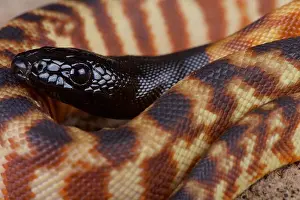 Serpiente de cabeza negra / Aspidites melanocephalus.