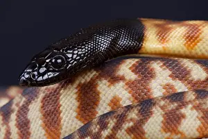 Serpiente de cabeza negra / Aspidites melanocephalus