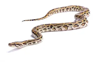 Pitón de Birmania, Python bivittatus.