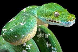 Serpiente de árbol verde (Morelia viridis).