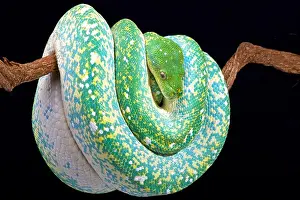 Serpiente verde de árbol (Morelia viridis)