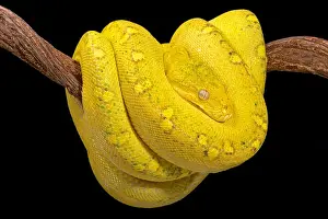 Serpiente de árbol verde, Morelia viridis.