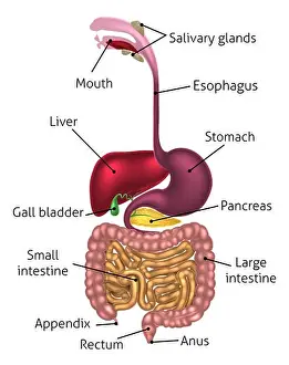Sistema digestivo humano, tracto digestivo o canal alimentario incluyendo etiquetas con ortografía estadounidense.