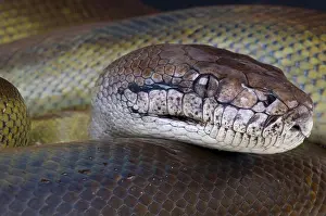 Papúa Pitón / Apodora papuana