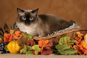 Ragdoll