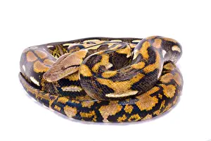 La pitón reticulada, Malayopython reticulatus.