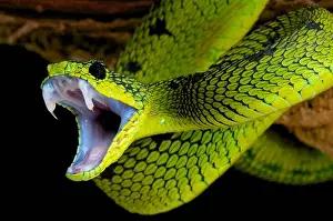 Impresión enmarcada : Ataque de serpiente.
