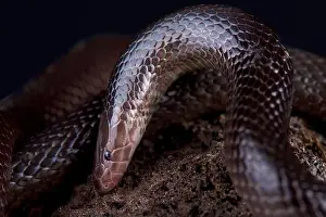 La víbora de agujero variable (Atractaspis irregularis).