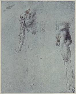 Royal Library Of Windsor Collection Imprime: Anatomical study
