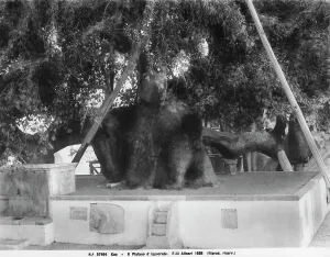 Greece Historical Landmarks Imprime: The ancient plane tree in Hippocrates Square