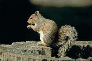 Tree Dwelling Mammals Imprime: A squirrel on a tree trunk