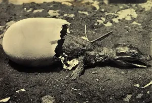Vertebrate Animals Imprime: A tiny crocodile emerges from its shell