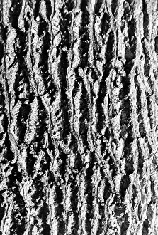 Tropical Tree Species Imprime: Bark of tree
