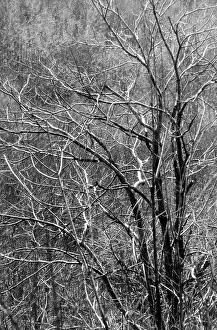 Tree Branches Imprime: Branches