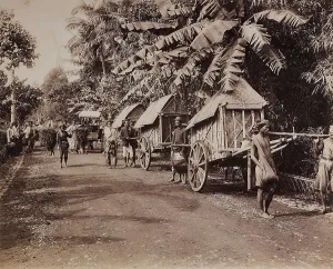 Vegetable Kingdom Elements Imprime: Conveyors of the island of Java