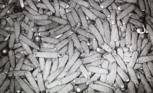 Maize Plant Imprime: Ears of corn