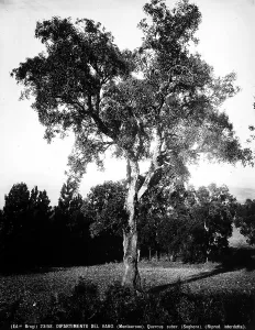 Quercus Suber Imprime: Example of Quercus Suber (Cork Tree), Montauroux, Departement of Var, France