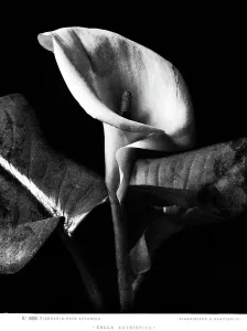 Impresiones de Una flor de calla elegante y delicada, con pétalos blancos como la nieve y un centro oscuro que destaca su belleza. Su forma es una obra maestra de la naturaleza, un símbolo de pureza y refinamiento Italia Imprime: Calle de las flores