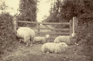 Farming Landscape Photography Imprime: A flock of sheep on a path