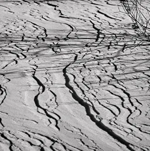 Natural Elements Photography Imprime: Ground